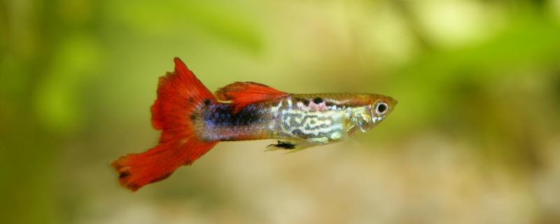 What reason is guppy body black, how to treat