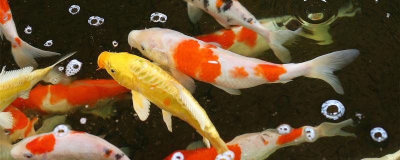 What kind of feed does koi eat well and how to feed it more scientifically