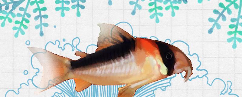 黑金红头鼠鱼公母区分可以一起养吗 热带鱼鱼苗批发