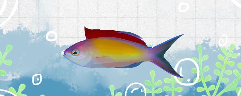 Is golden flower gem fish easy to raise and how to raise it