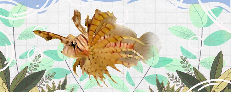 Is the dragon beard lionfish easy to raise and how to raise it