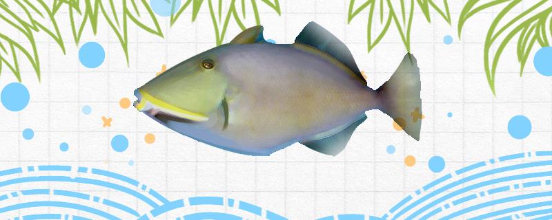 Is the horse rein shell fish easy to raise and how to raise it