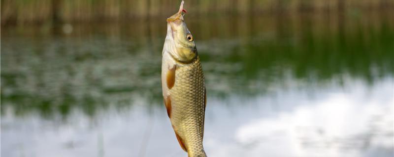 Fishing crucian carp in summer is far or near, deep or shallow