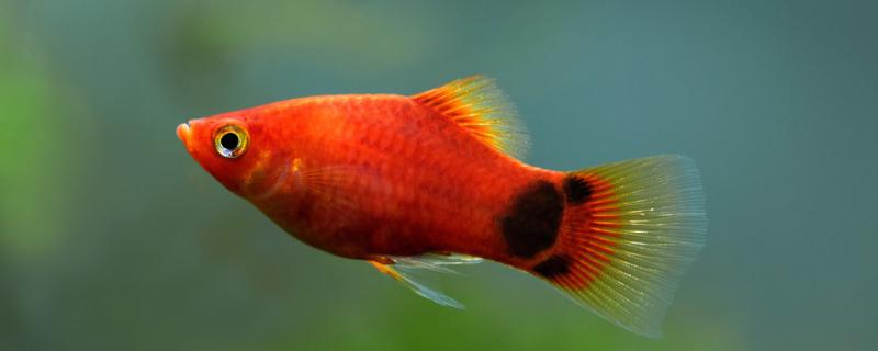 What feed does Mickey fish feed and what is the feeding method