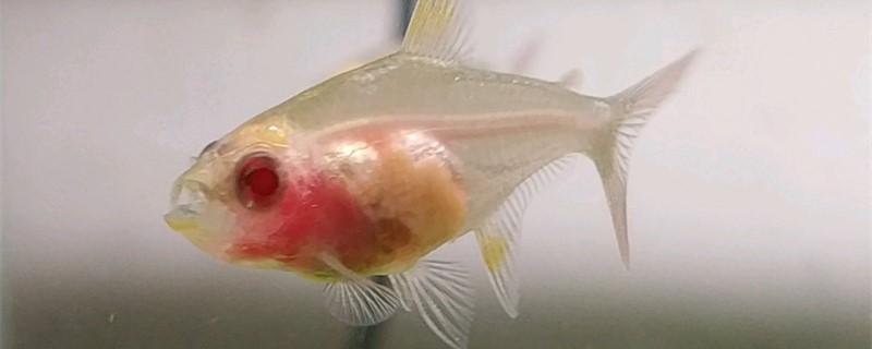 Is red-bellied glass fish good to raise? How to raise it