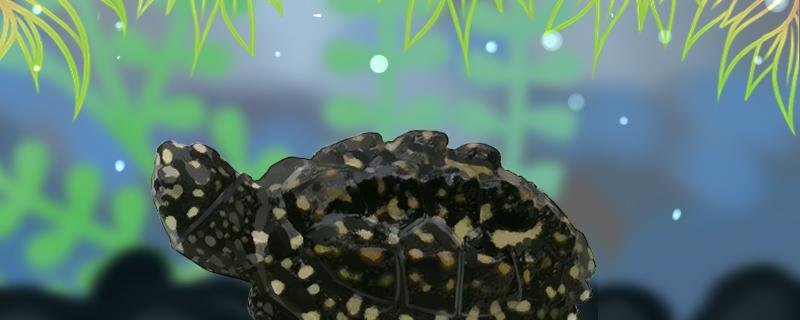 斑点池龟能自然过冬吗，平时需要加温吗