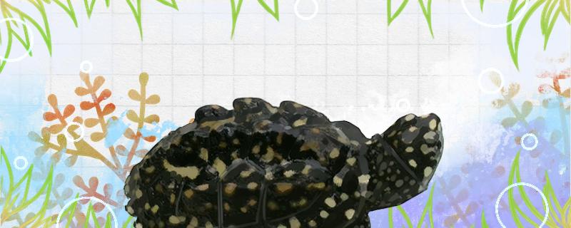 Is the spotted pond turtle a half-water turtle? How should it be raised