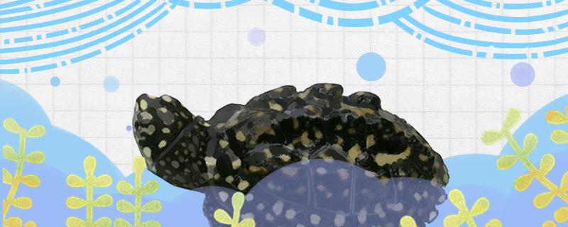 斑点池龟是蛋龟吗，怎么挑选