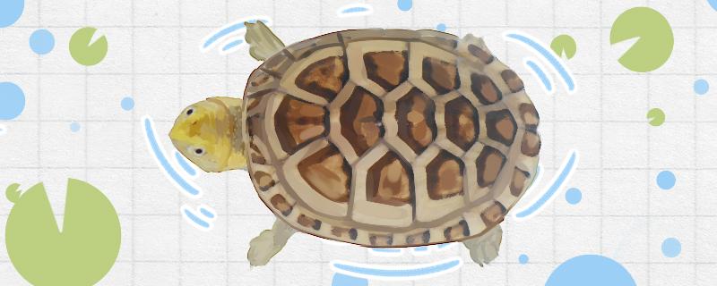 How big can the white-lipped mud turtle grow and how to raise it properly
