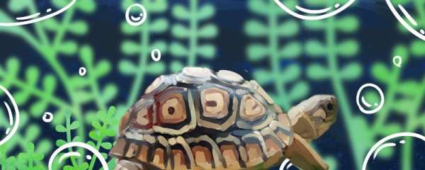 豹纹陆龟的寿命，能长多大