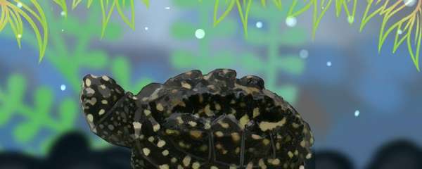 斑点池龟的寿命，斑点池龟的体长