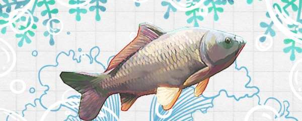 夏季沙坑怎么钓鲤鱼，钓多深合适