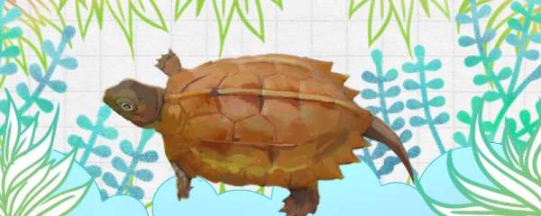 枫叶龟和锯缘龟哪个好养，有什么区别