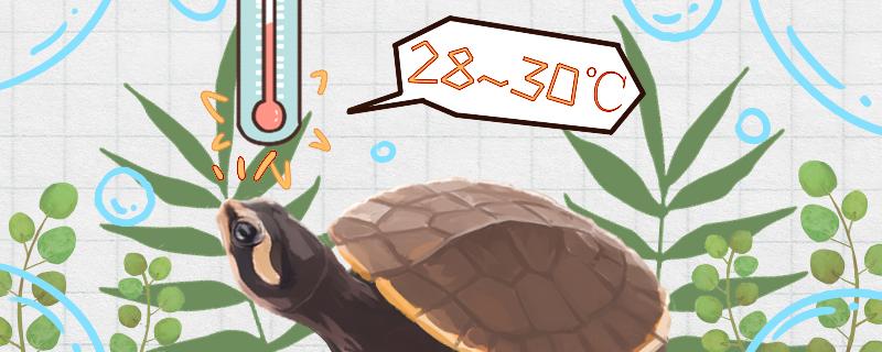 圆澳龟可以冷水养吗，可以深水养吗