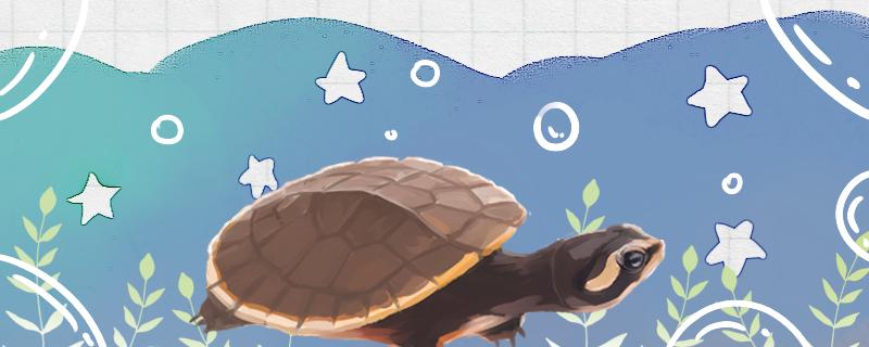 圆澳龟可以浅水养吗，水位多高合适