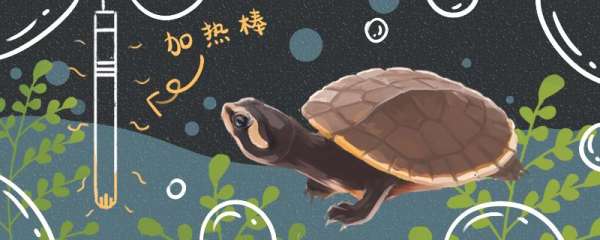 圆澳龟是不是冷水龟，水温多少合适