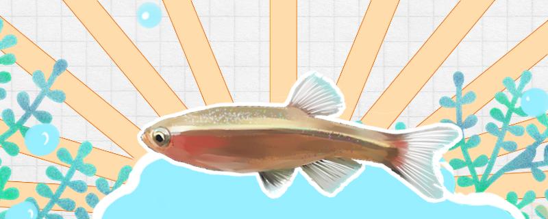 白雲金糸魚にはいくつかの色があり、どのように水槽を配置するかは観賞性が高い
