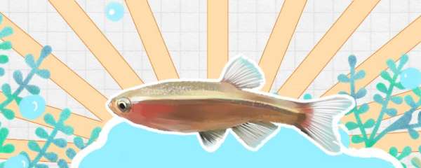 白云金丝鱼有几种颜色，怎么布置鱼缸观赏性高