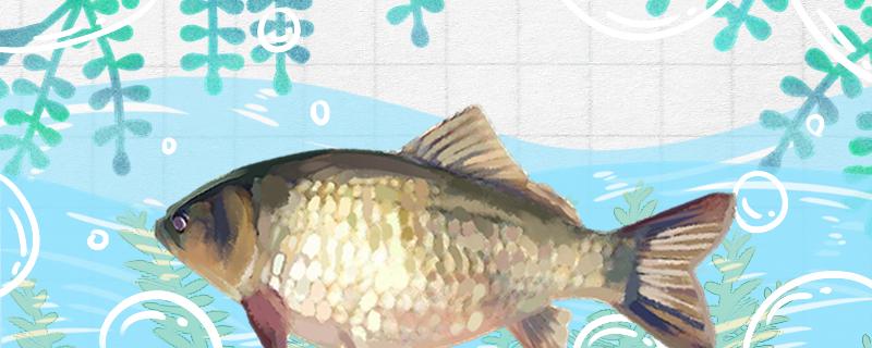 Can you catch big plate crucian carp in summer and how to catch big plate crucian carp