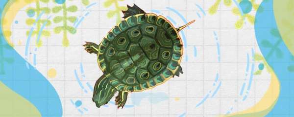 甜甜圈龟和巴西龟的区别，可以一起养吗