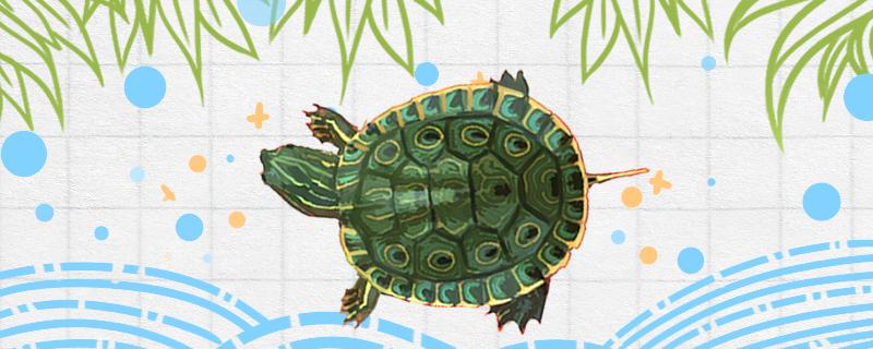 Is the doughnut turtle a deep-water turtle or a shallow-water turtle, and how high the water level is appropriate