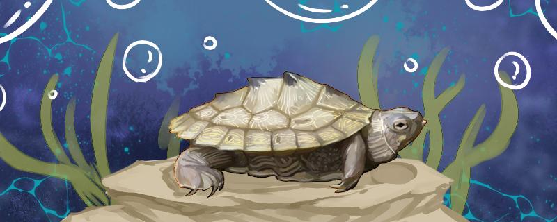 Can map turtle be in water for a long time? Can it be raised dry