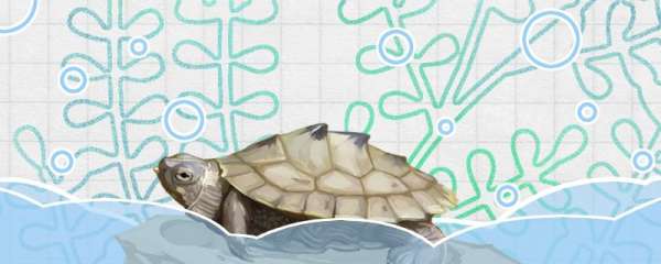 地图龟生长速度快吗，一年能长多少