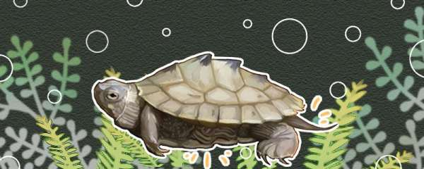 地图龟寿命一般有多少年，能长多大