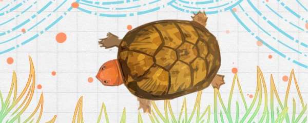 红面龟怎么分公母，长到多大可以区分公母