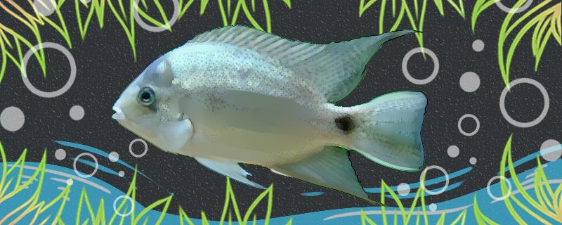 銀翡翠慈鯛は飼いやすいですか、どうやって飼いますか