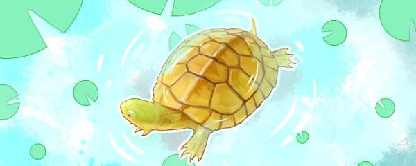 黄喉拟水龟和草龟能一起养吗，还能和什么龟一起养