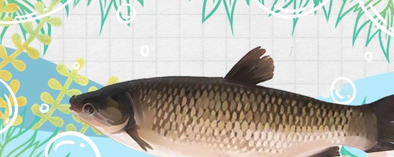 トウモロコシはソウギョを釣ることができるか、底を釣るか浮くか
