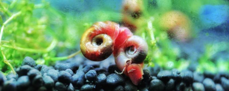 Do ornamental snails eat aquatic plants, and what ornamental snails are good to raise