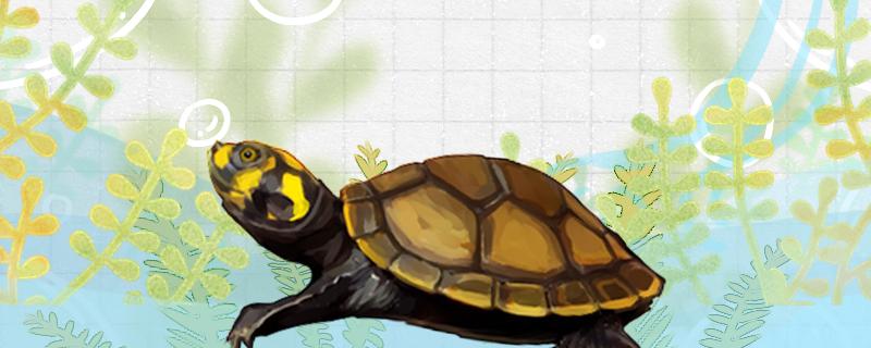 黄头侧颈龟不吃食什么原因，怎么解决