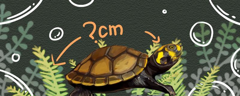 黄头侧颈龟成体多大，什么时候能繁殖