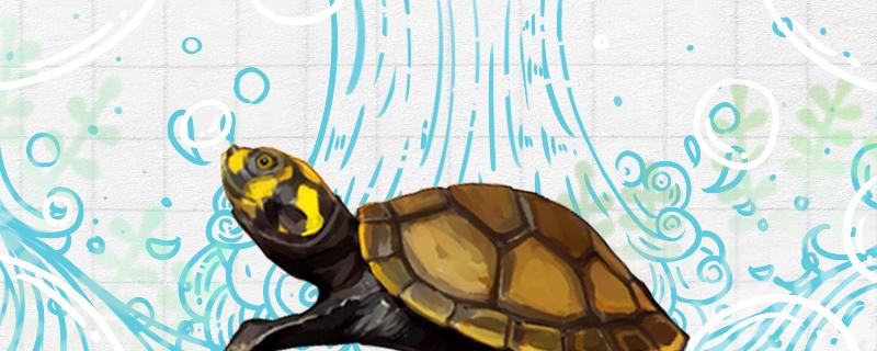 黄头侧颈龟水深要求水温要求