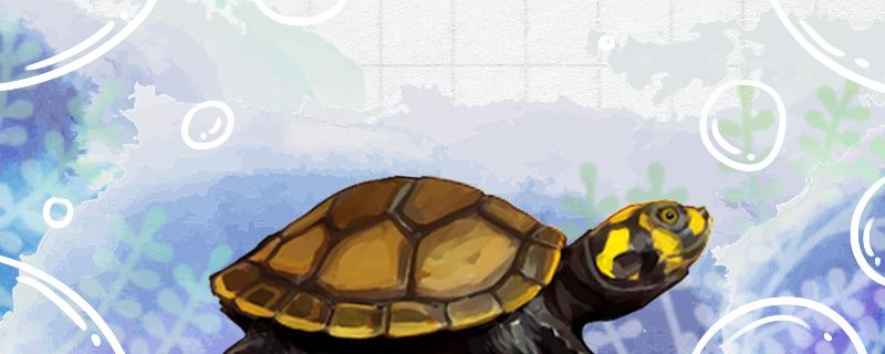 黄头侧颈龟怎么养会漂亮，怎么养长得大