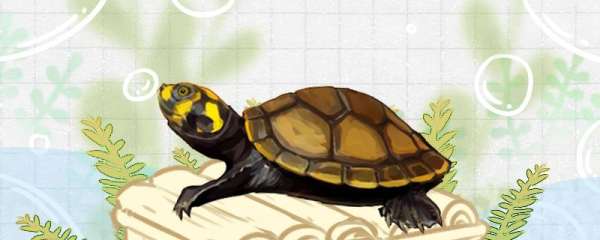 黄头龟和黄头侧颈龟是一样的吗，有什么区别