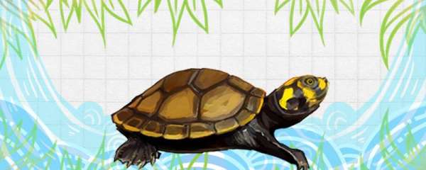 黄头侧颈龟寿命多长，体型多大