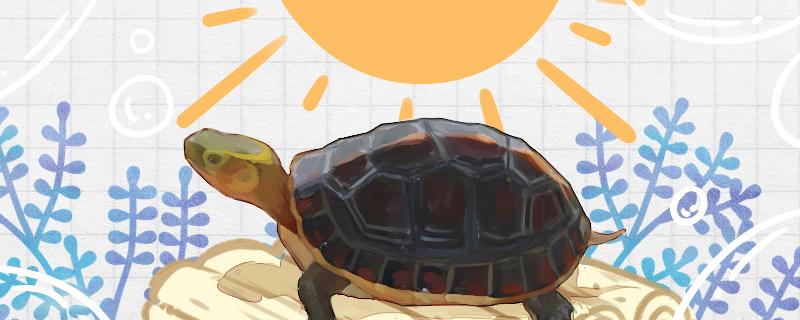 How to raise yellow-edged closed-shell turtles, do you need to bask in the sun