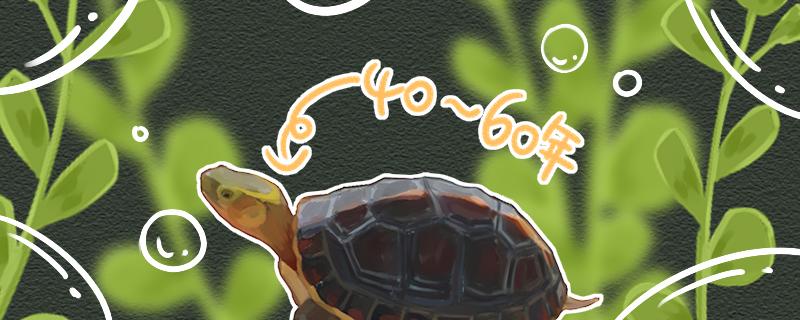 黄缘闭壳龟能活多久，能长多大