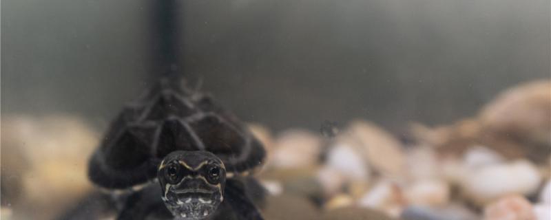 Are musk turtles fierce? What kind of good looks