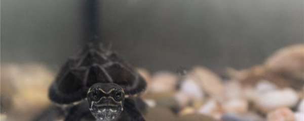 麝香龟用什么环境养，怎么养