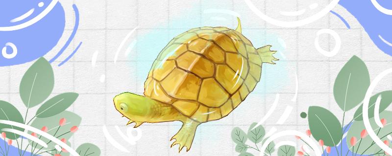 How to raise the newly born stone golden turtle and what should I pay attention to