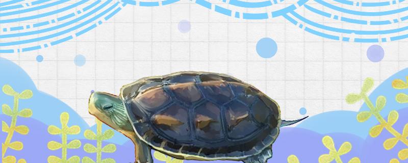 Is the flower turtle a water turtle? How high is the water level suitable