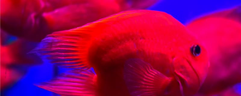 增红饲料对鱼的危害，什么鱼需要增红饲料