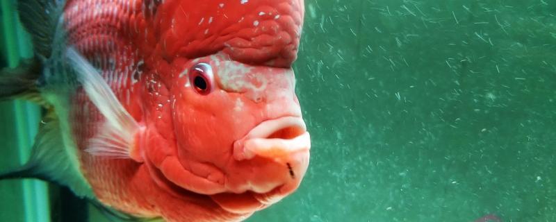 怎么收拾鱼缸的鱼缸缸霸,为什么会产生缸霸 怎么收拾鱼缸的产生<strong></strong>缸霸,为什么会产生缸霸