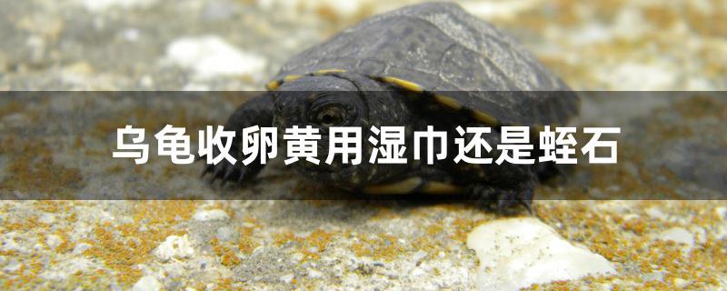 乌龟收卵黄用湿巾还是蛭石