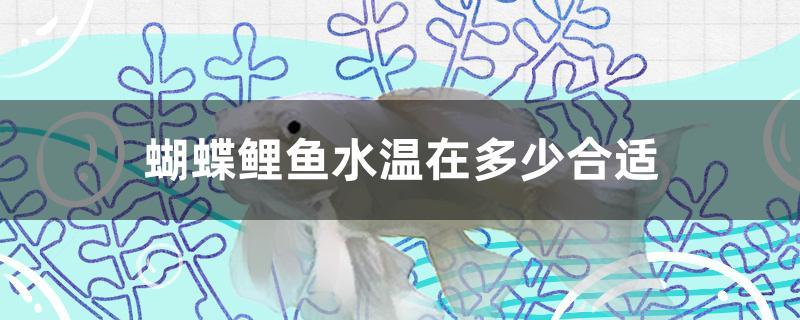 蝴蝶鲤鱼水温在多少合适