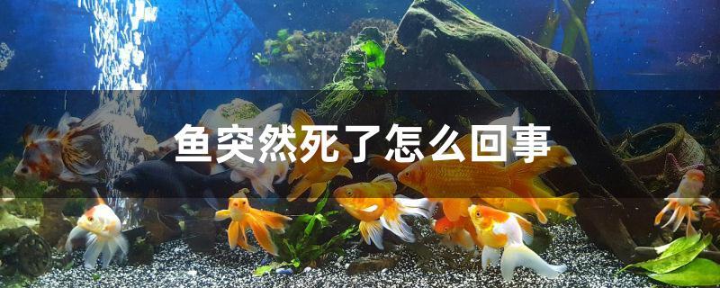 魚(yú)突然死了怎么回事